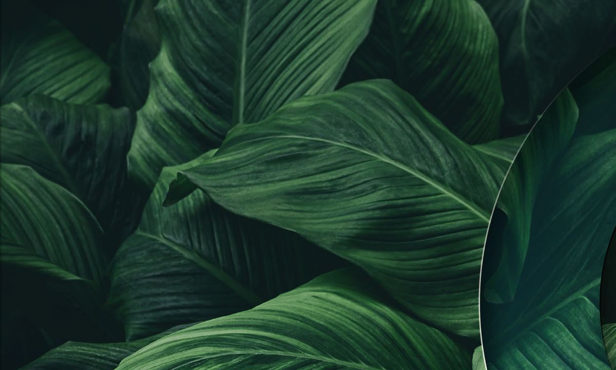 Folhagem tropical