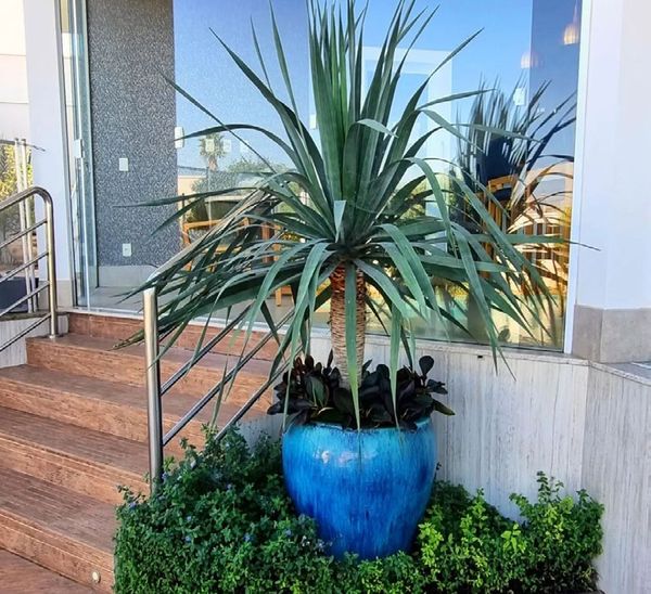 Suculentas em vaso escultural